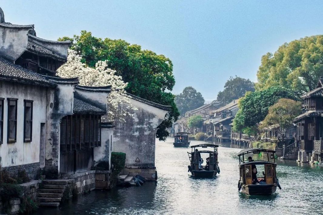 春花 (3).jpg