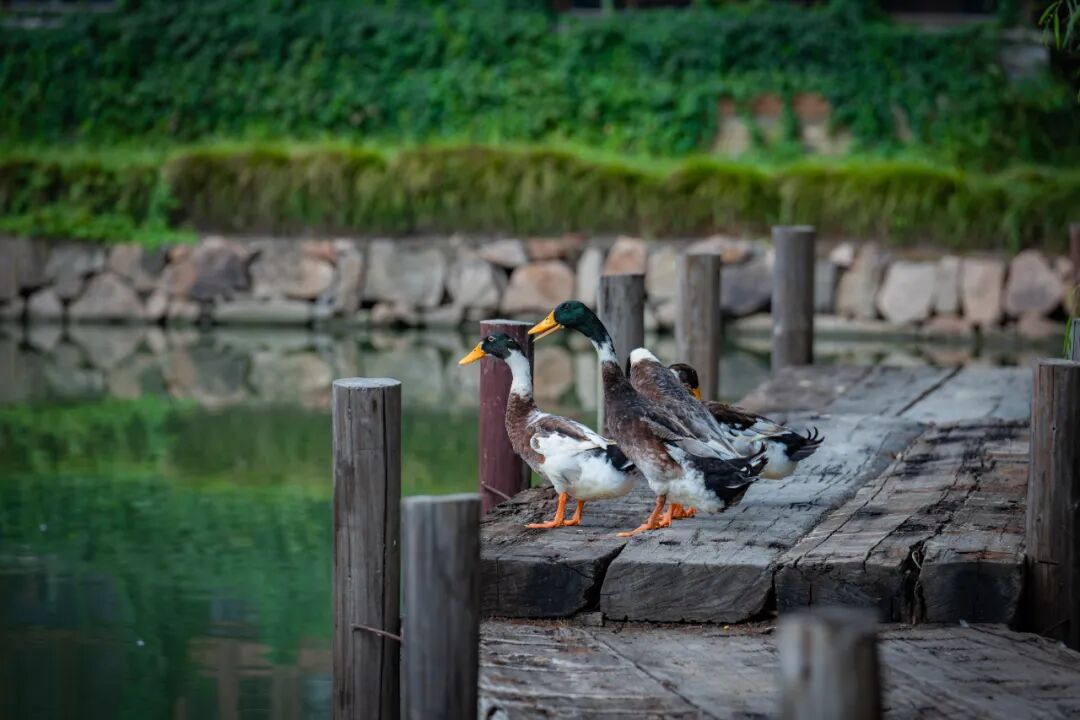 1761981855613363.jpg cy21.jpg