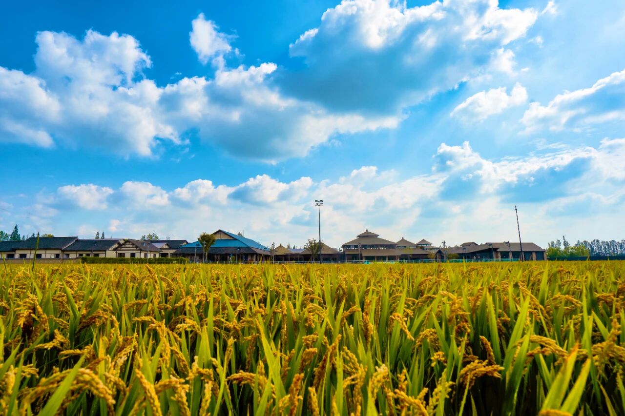 1762908646257242.jpg 487126e652646c6984a1fa7f522d597f.jpg